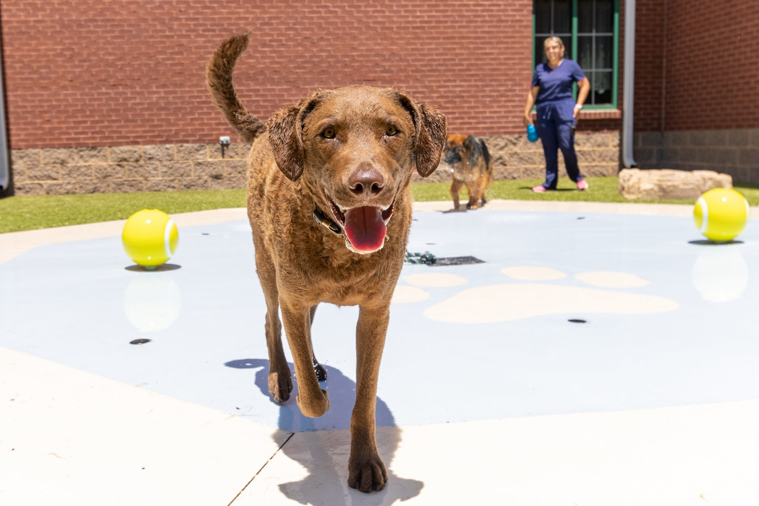 Dog Boarding Center Madison, AL